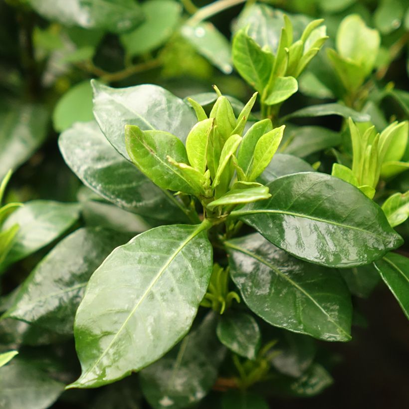 Gardénia rustique Pinwheel (Foliage)