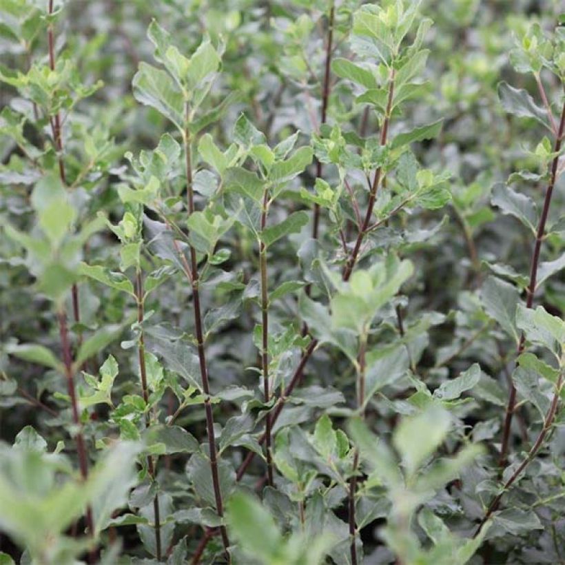 Garrya elliptica - Garrya à feuilles elliptiques (Foliage)