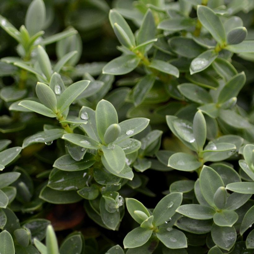 Gaultheria procumbens - Gaulthérie couchée (Foliage)