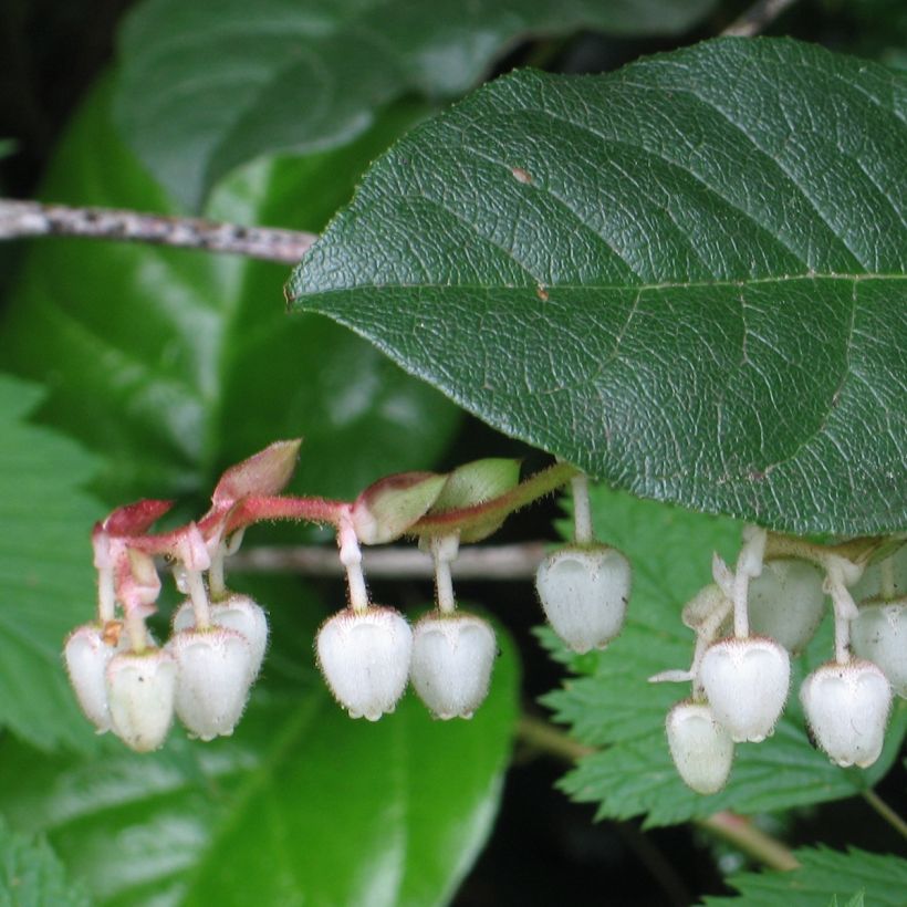 Gaultheria shallon (Foliage)