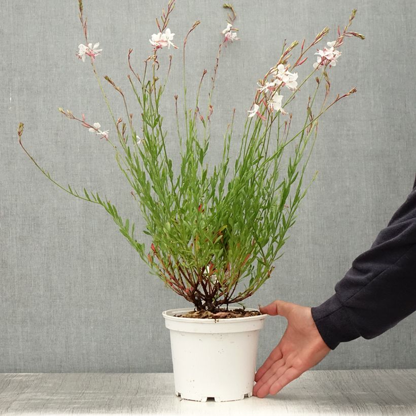 Example of Gaura lindheimeri Blanche - Gaura de Lindheimer  Pot de 2L/3L as you get in ete