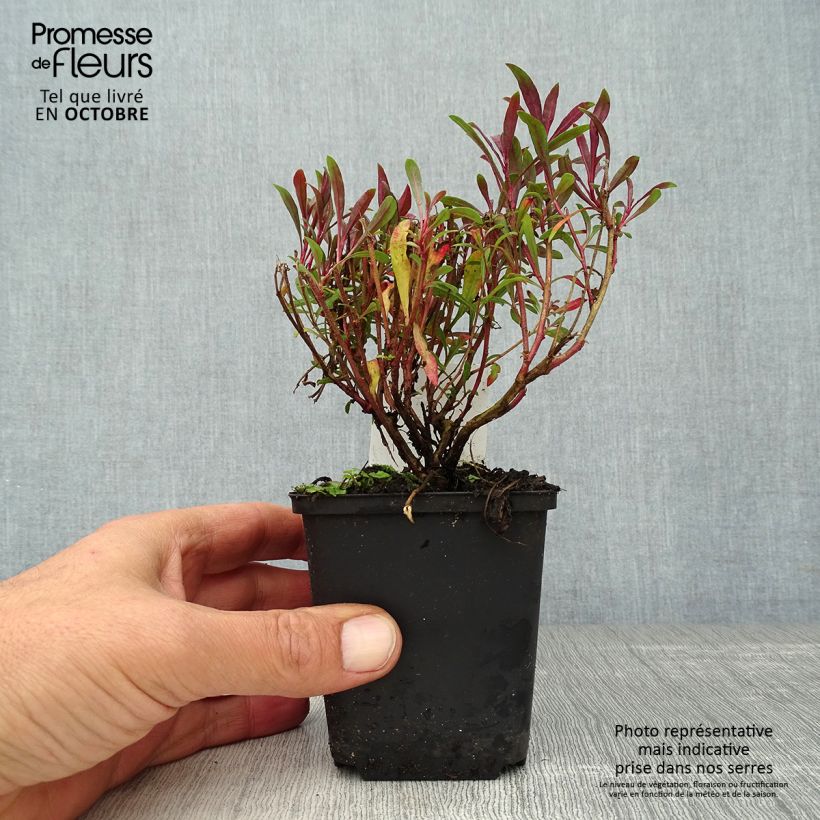 Example of Gaura lindheimeri Blaze - Gaura de Lindheimer Godet de 8/9 cm as you get in automne