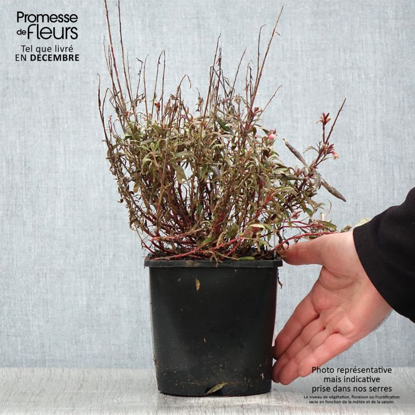 Example of Gaura lindheimeri Blaze - Gaura de Lindheimer Pot de 2L/3L as you get in automne