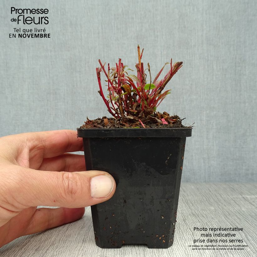 Example of Gaura lindheimeri Cherry Brandy - Gaura de Lindheimer rose vif Godet de 8/9 cm as you get in automne