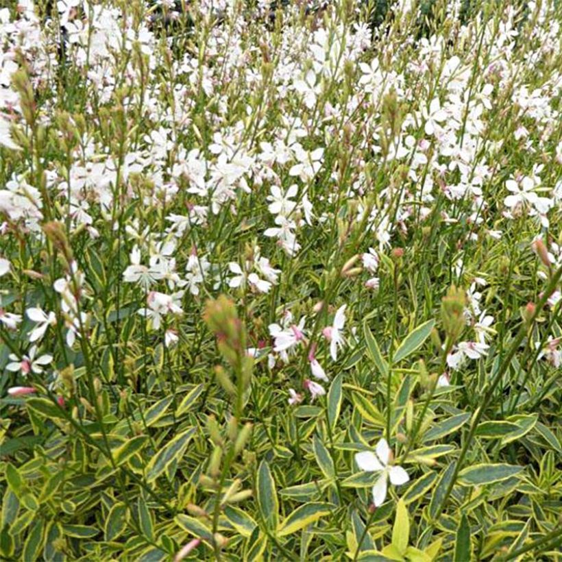 Gaura lindheimeri Corrie's Gold - Gaura de Lindheimer à feuillage panaché (Flowering)