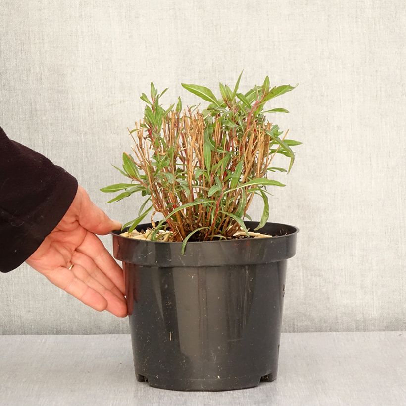Example of Gaura lindheimeri Whirling Butterflies Pot de 2L/3L as you get in printemps