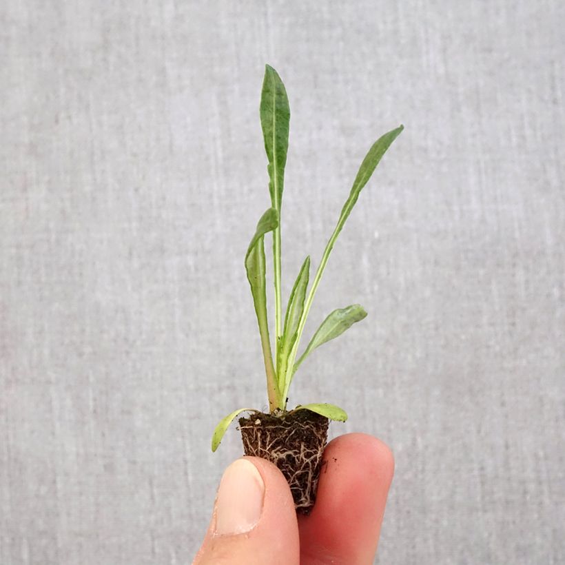 Example of Gazania New Day White Mini-motte Ø 3/4 cm as you get in printemps