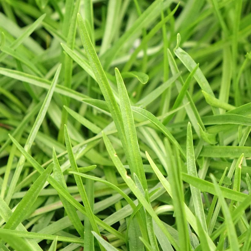Gazon d'Espagne blanc, Armeria Maritima alba (Foliage)