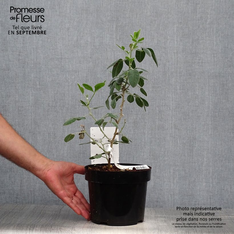 Example of Genêt ananas - Cytisus battandieri Pot de 3L/4L as you get in automne