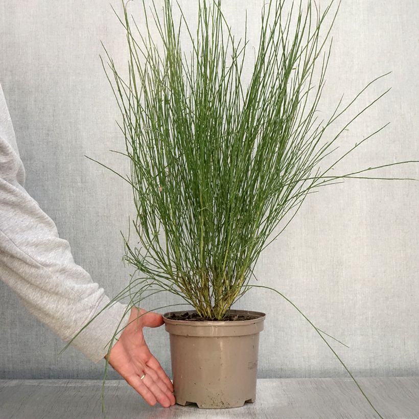 Example of Genêt - Cytisus Hollandia Pot de 2L/3L as you get in automne