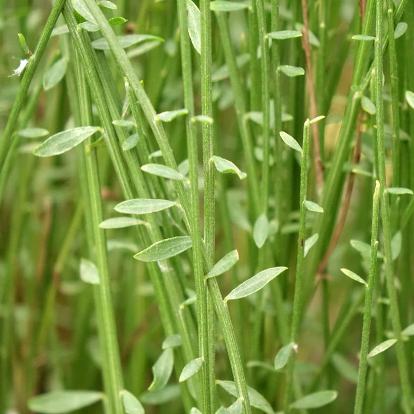 Genêt - Cytisus Hollandia (Foliage)