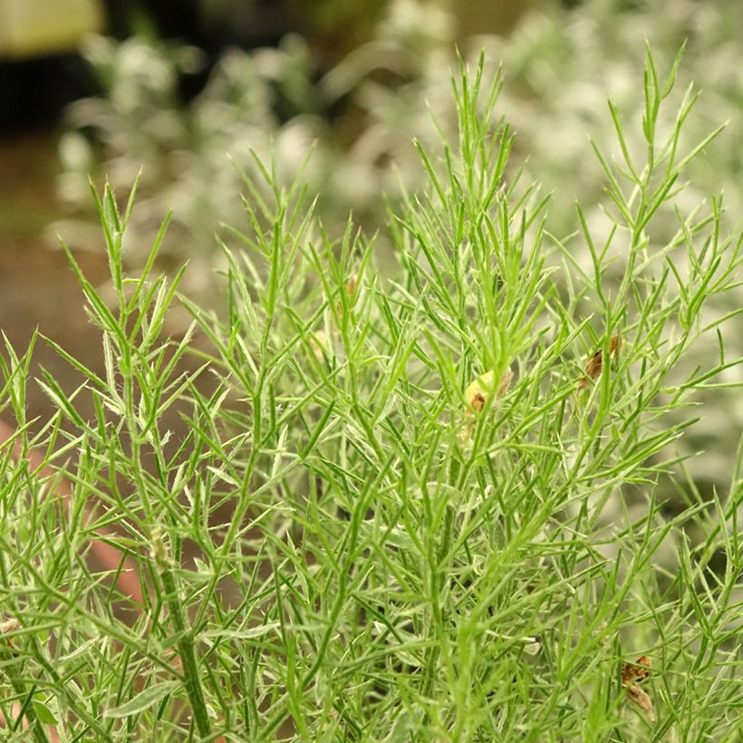 Genêt d'Espagne - Genista hispanica (Foliage)