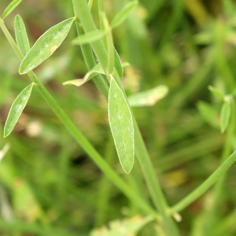 Genêt d'Espagne - Spartium junceum (Foliage)