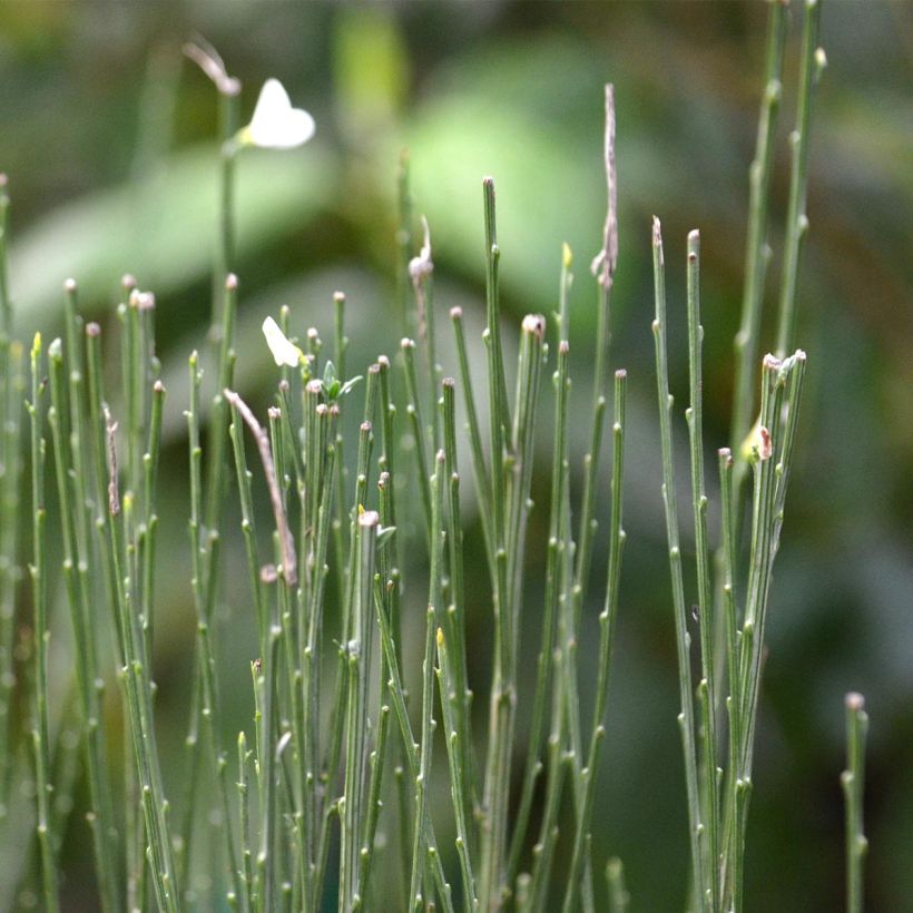 Genêt précoce - Cytisus praecox Albus (Foliage)