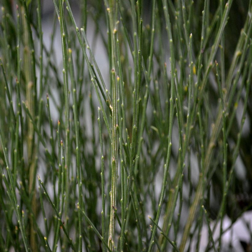 Genêt précoce - Cytisus praecox Allgold (Foliage)