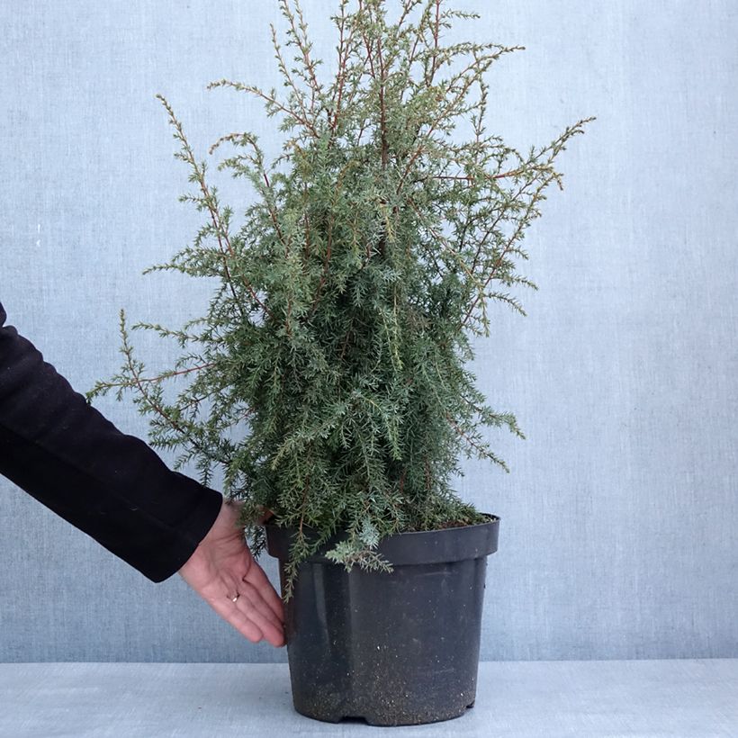 Example of Genévrier commun - Juniperus communis Hibernica Pot de 7,5L/10L as you get in hiver