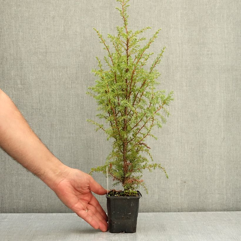 Example of Genévrier commun - Juniperus communis Hibernica Godet de 8/9 cm as you get in ete