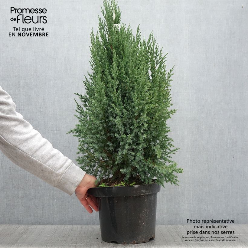 Example of Genévrier de Chine - Juniperus chinensis Stricta Pot de 7,5L/10L as you get in automne
