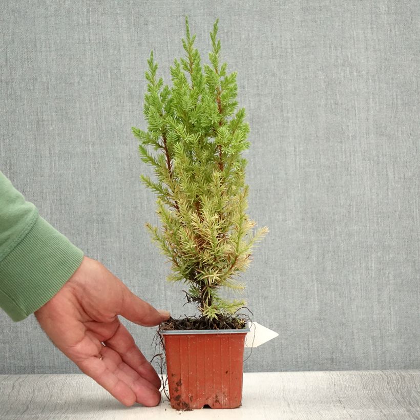 Example of Genévrier de Chine - Juniperus chinensis Stricta Godet de 8/9 cm as you get in ete