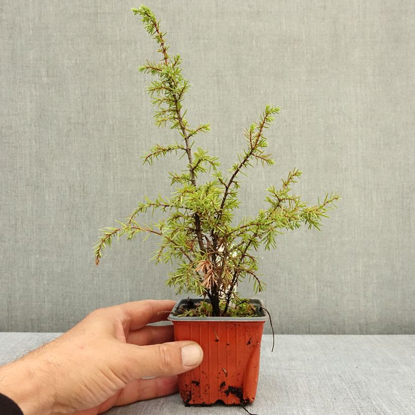 Example of Genévrier de Suède - Juniperus communis Suecica Godet de 8/9 cm as you get in ete