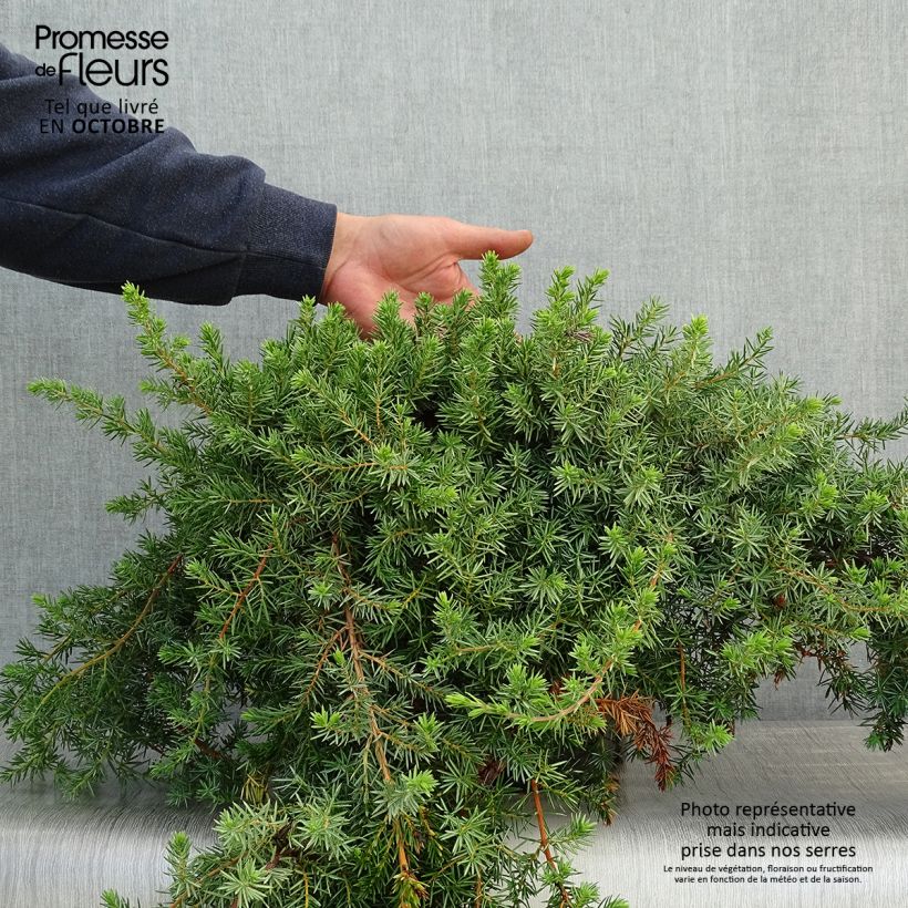 Example of Genévrier des plages -  Juniperus conferta Blue Pacific Pot de 7,5L/10L as you get in automne