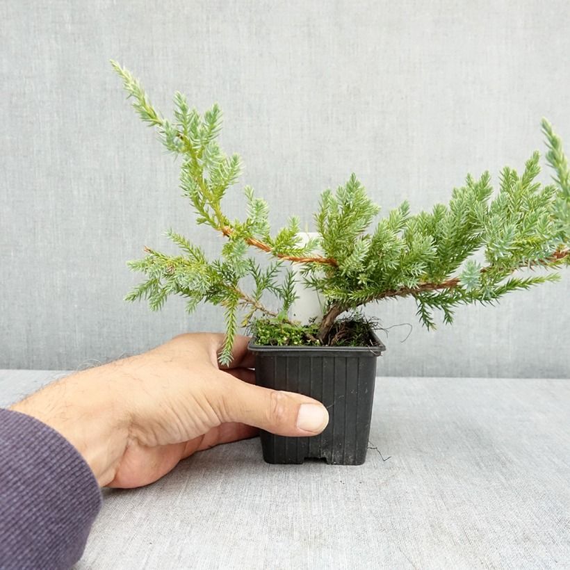 Example of Genévrier écailleux - Juniperus squamata Blue Carpet Godet de 7/8 cm as you get in ete