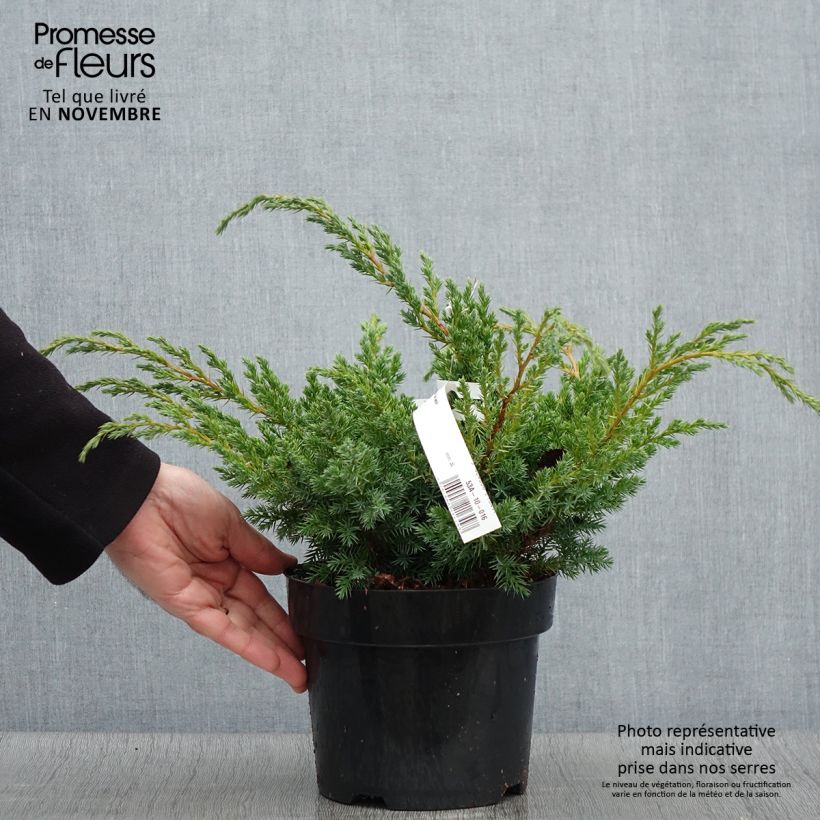Example of Genévrier écailleux - Juniperus squamata Blue Swede Pot de 2L/3L as you get in automne