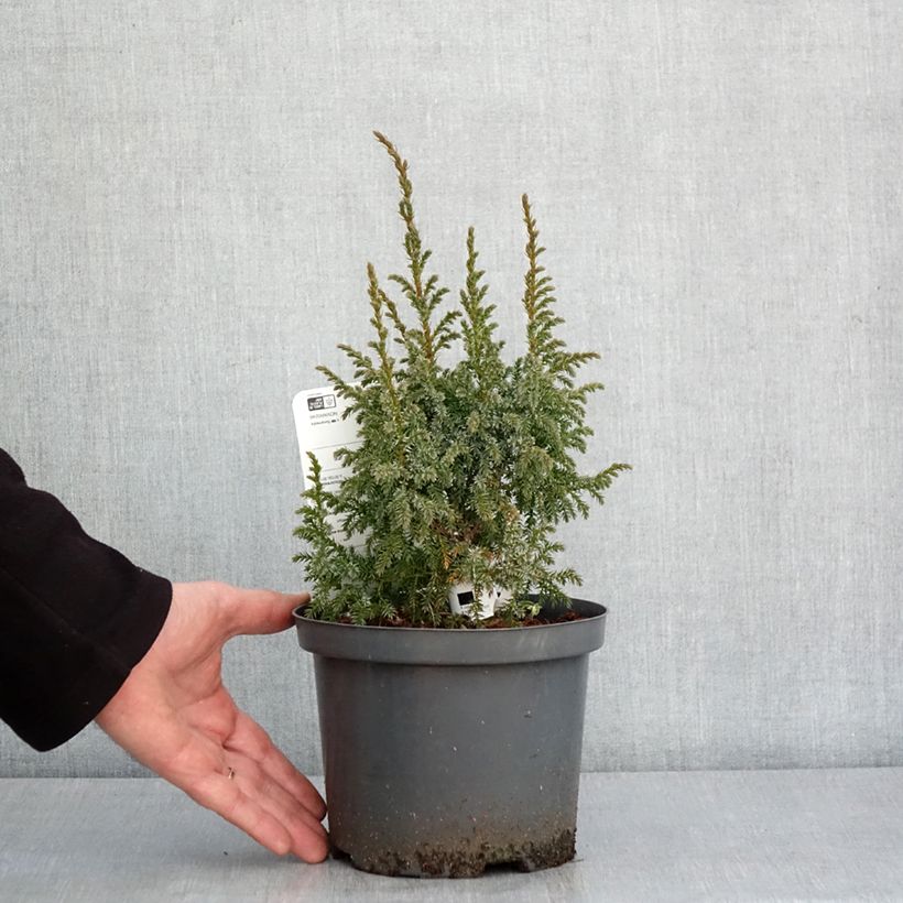 Example of Genévrier écailleux - Juniperus squamata Loderi Pot de 2L/3L as you get in hiver