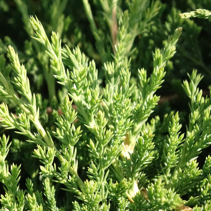 Genévrier horizontal - Juniperus horizontalis Prince Of Wales (Foliage)