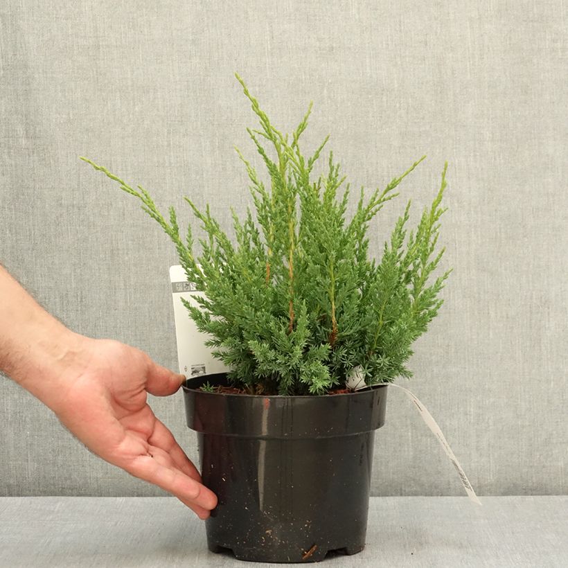 Example of Genévrier hybride - Juniperus chinensis Blaauw              Pot de 2L/3L as you get in ete