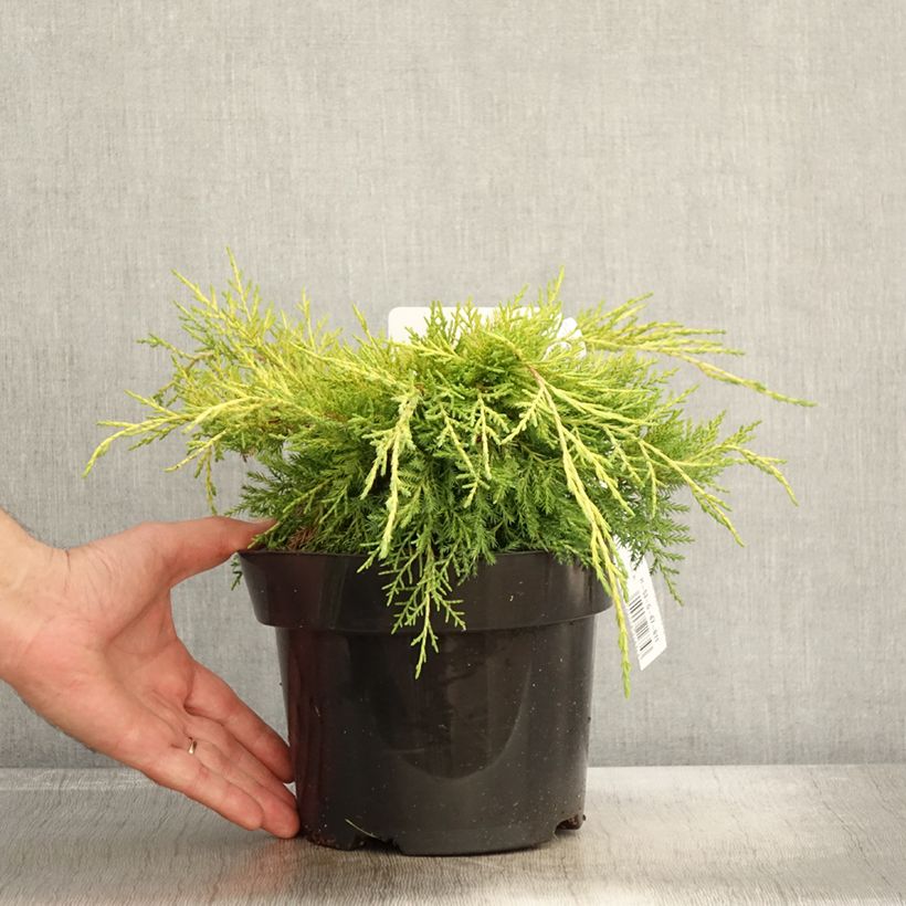 Example of Genévrier - Juniperus pfitzeriana King Of Spring Pot de 2L/3L as you get in automne