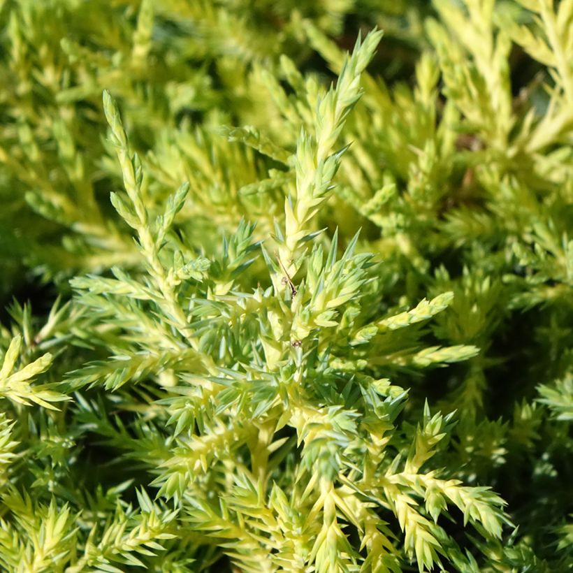 Genévrier - Juniperus pfitzeriana King Of Spring (Foliage)