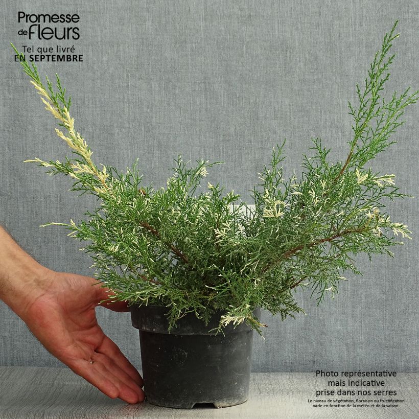 Example of Genévrier - Juniperus pfitzeriana White Splash Pot de 2L/3L as you get in ete