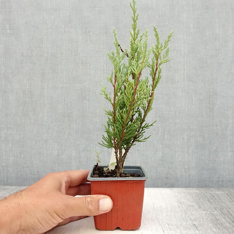 Example of Genévrier - Juniperus scopulorum Moonglow Godet de 8/9 cm as you get in ete