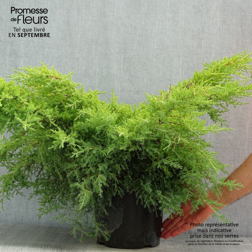 Example of Genévrier - Juniperus x media Gold Star Pot de 7,5L/10L as you get in ete