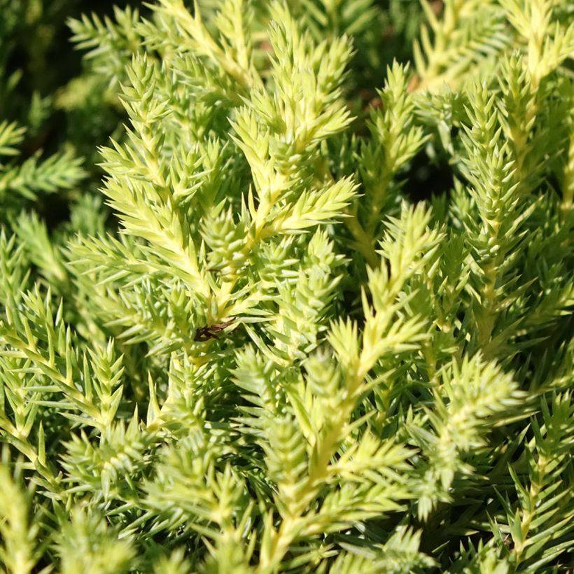 Genévrier - Juniperus x media Gold Star (Foliage)
