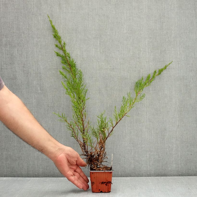 Example of Genévrier - Juniperus x media Mint Julep Godet de 8/9 cm as you get in ete