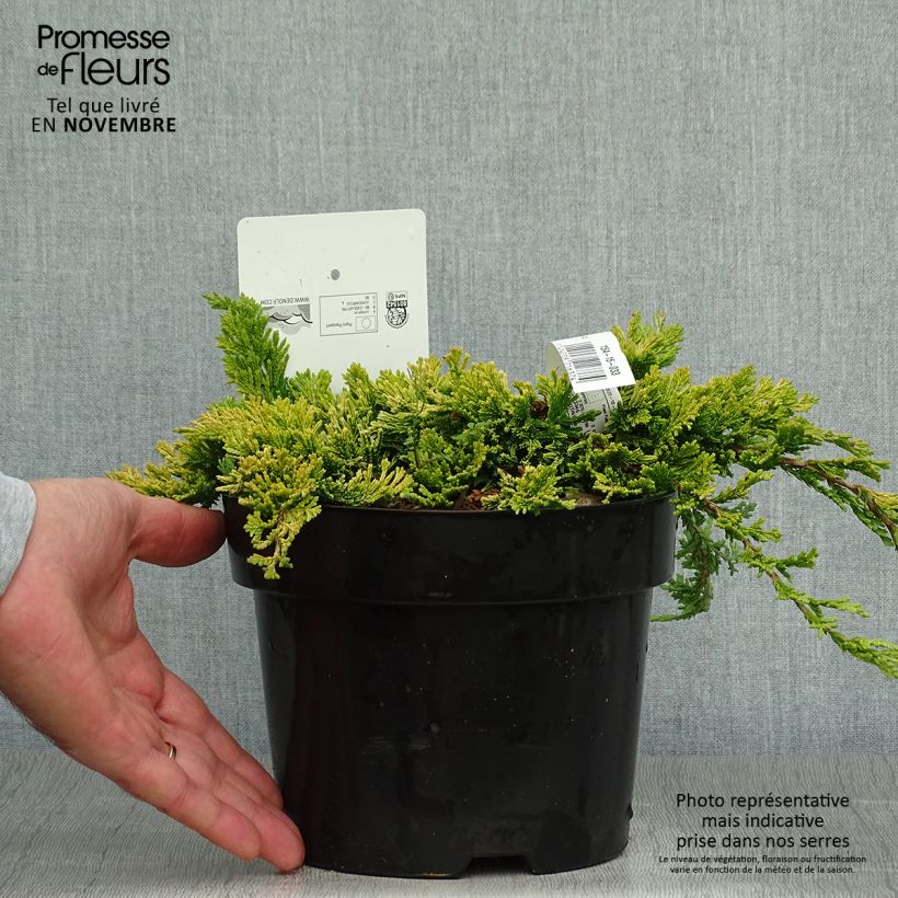 Example of Genévrier rampant - Juniperus horizontalis Golden Carpet Pot de 2L/3L as you get in automne