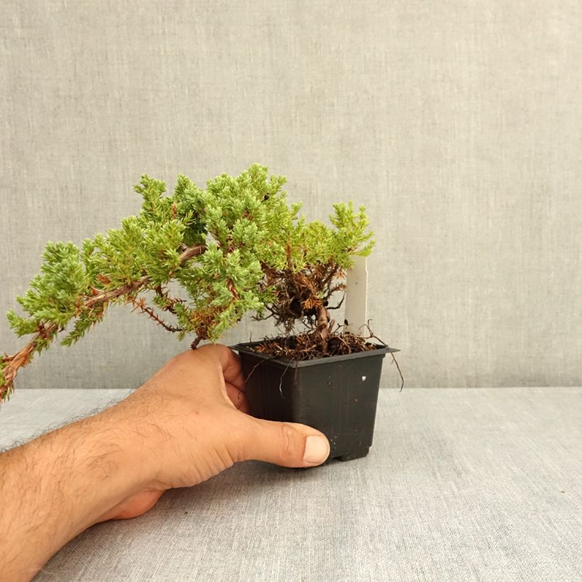 Example of Genévrier rampant - Juniperus procumbens Nana Godet de 8/9 cm as you get in ete