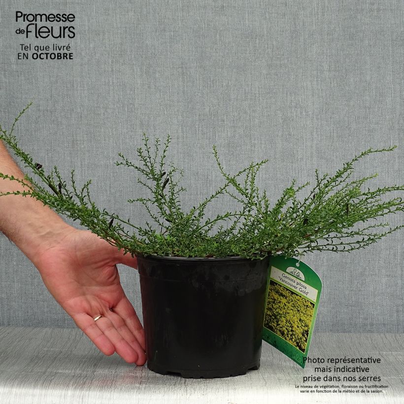 Example of Genista pilosa Vancouver Gold - Genêt poilu Pot de 2L/3L as you get in automne