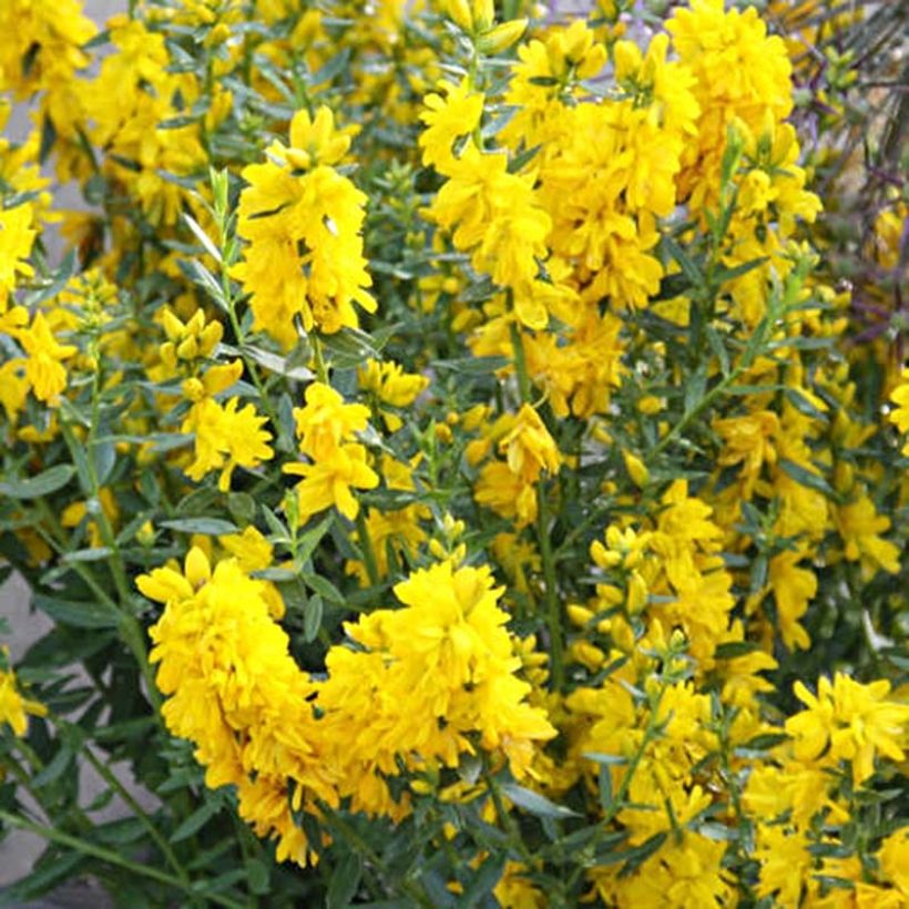 Genista tinctoria Plena - Genêt des teinturiers (Flowering)