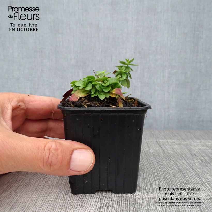 Example of Gentiana Blue Star ® - Gentiane Godet de 8/9 cm as you get in automne
