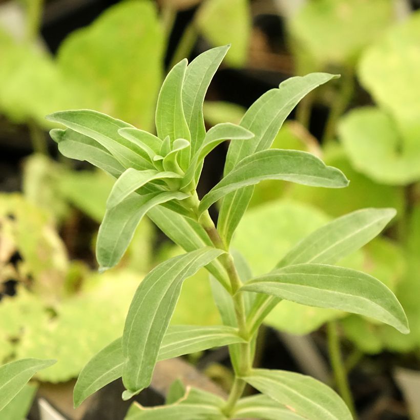 Gentiana cruciata - Gentiane croisette (Foliage)