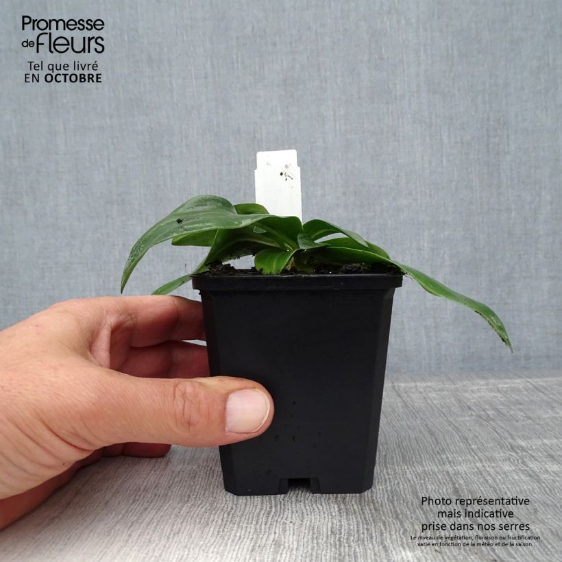 Example of Gentiane dahurica - Gentiane de Sibérie Godet de 8/9 cm as you get in automne