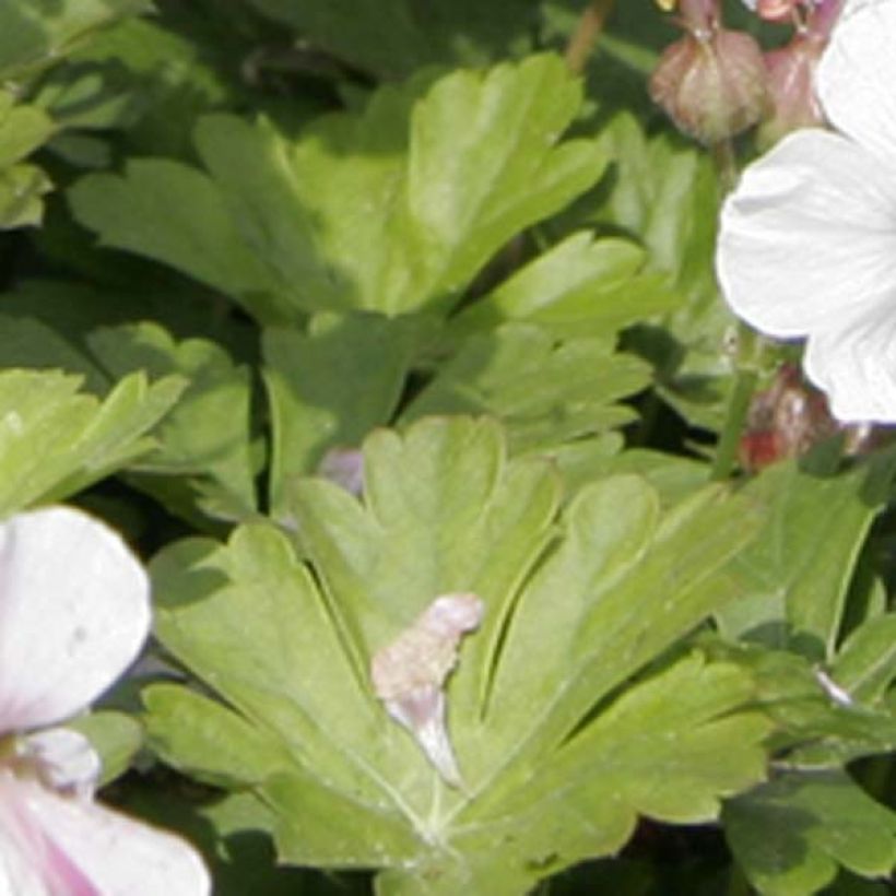 Géranium vivace cantabrigiense Biokovo (Foliage)