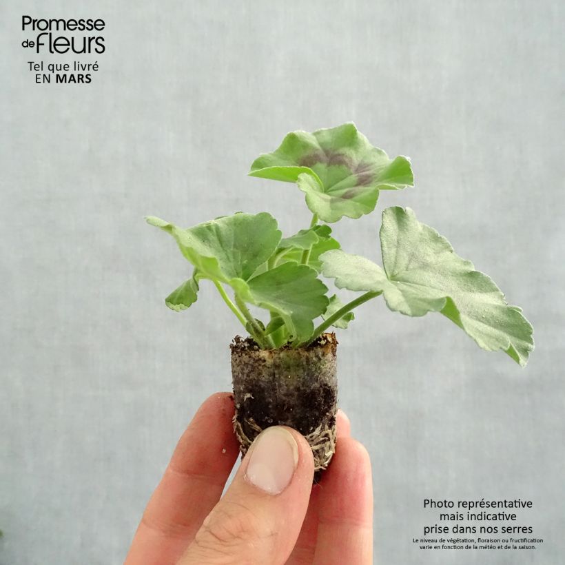 Example of Géranium Galaxy White - Pelargonium zonale interspécifique Mini-motte Ø 3/4 cm as you get in printemps