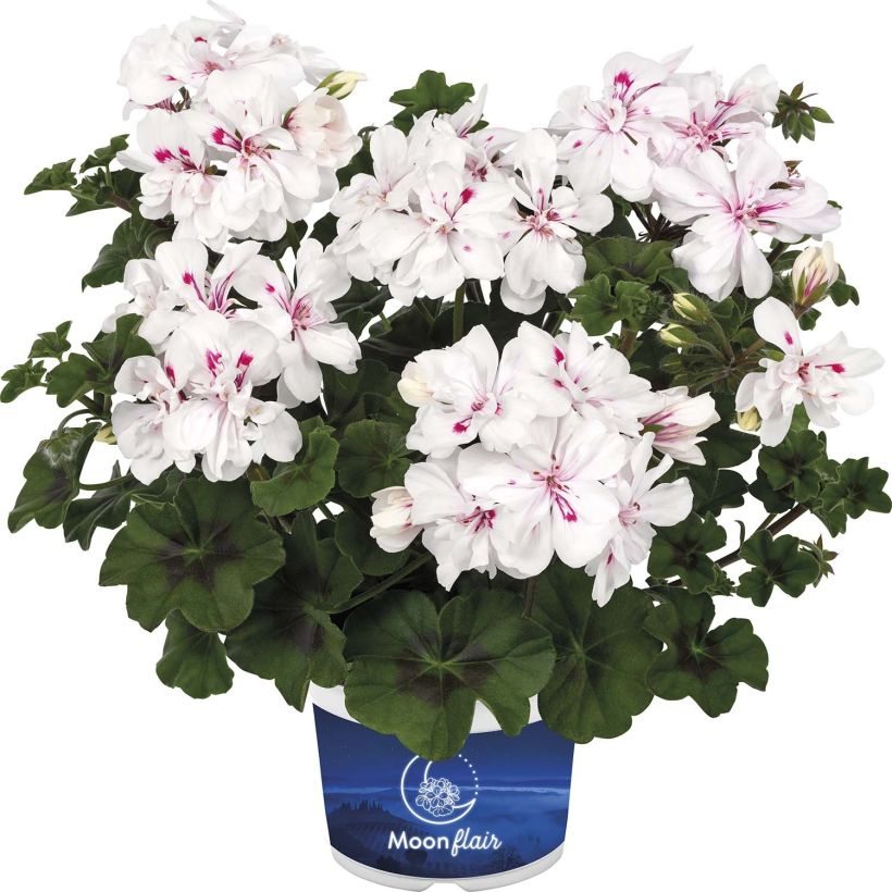 Géranium lierre à feuillage sombre Moonflair White (Flowering)