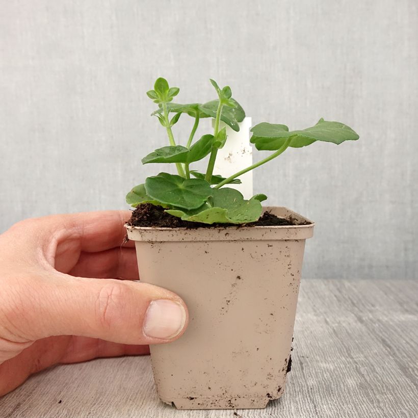 Example of Géranium-lierre double Amelit Godet de 8/9 cm as you get in printemps