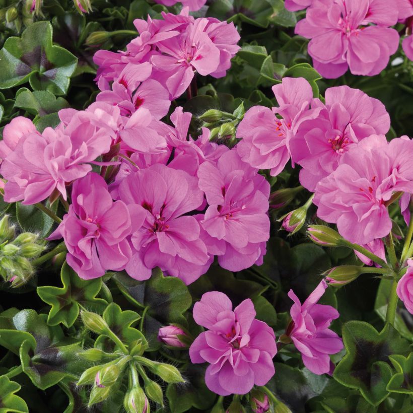 Géranium lierre double Big 5 Amethyst - Pelargonium peltatum  (Flowering)
