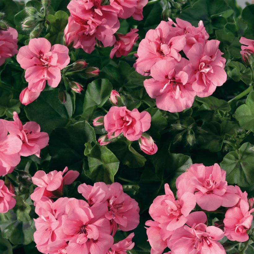 Géranium lierre double BIG 5 Light Pink - Pelargonium peltatum (Flowering)